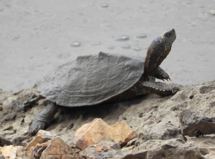 False Map Turtle